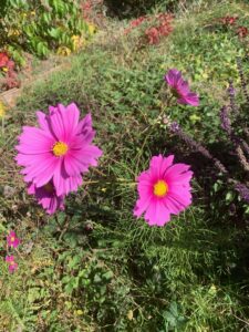 Des cosmos magnifiques fleurs du potager