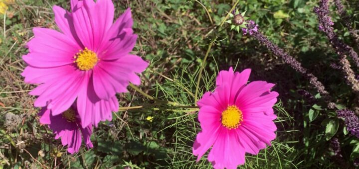 Des cosmos magnifiques fleurs du potager